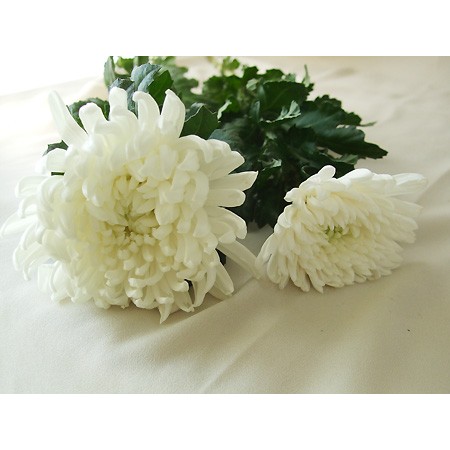 【生花】【SYU】輪菊(白)(Mサイズ)☆超ボリューム割
