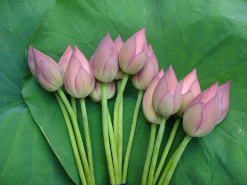 生花 生花 予約 蓮の花 届日限定7 9 商品説明を必ずお読み下さい Fj 通販 はなどんやアソシエ 生花 生花 予約 蓮の花 届日限定7 9 商品説明を必ずお読み下さい Fj 通販 はなどんやアソシエ