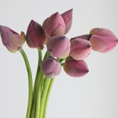 花蓮様　確認ページ 生花/予約】蓮の花 3L ※届日限定:7/12 愛知県産紅ハス - 花材