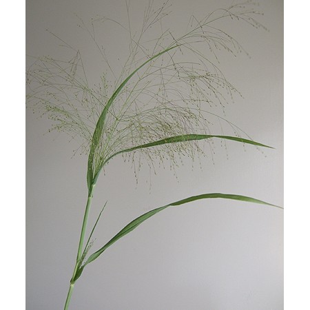 Spot【直前】スモークグラス