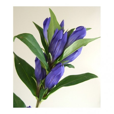 【生花】リンドウ(紫)AS(60cm)8/8・9お届け分　～8月お盆フェア～　《ボリューム割引》