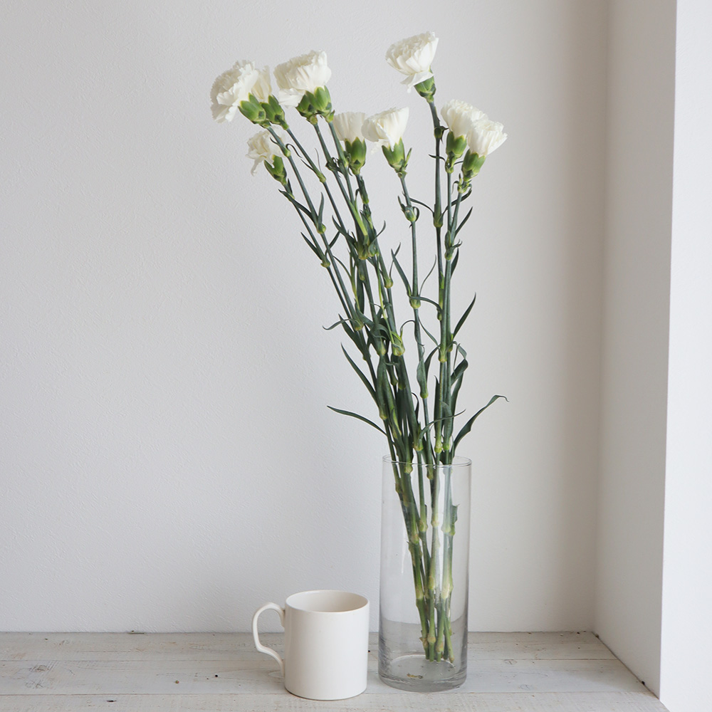 生花 カーネーション 白 コロンビア産 Or 通販 はなどんやアソシエ 生花 カーネーション 白 コロンビア産 Or 通販 はなどんやアソシエ