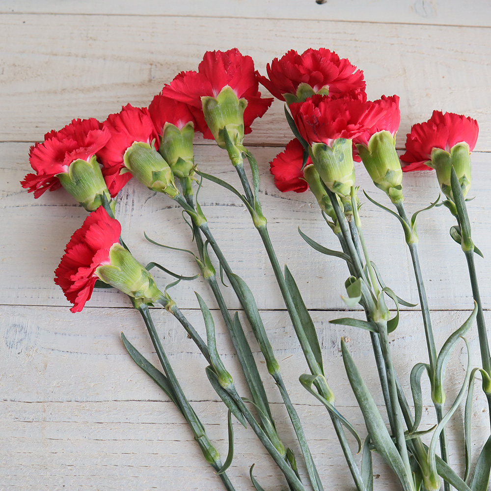 生花 カーネーション 赤 コロンビア産 Or 通販 はなどんやアソシエ 生花 カーネーション 赤 コロンビア産 Or 通販 はなどんやアソシエ