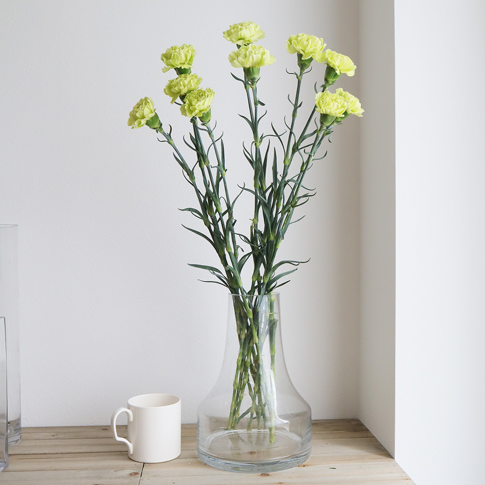 生花 カーネーション グリーン コロンビア産 Or 通販 はなどんやアソシエ 生花 カーネーション グリーン コロンビア産 Or 通販 はなどんやアソシエ