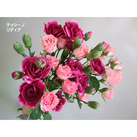 生花 Spカーネ テッシーノ 紫 通販 はなどんやアソシエ 生花 Spカーネ テッシーノ 紫 通販 はなどんやアソシエ