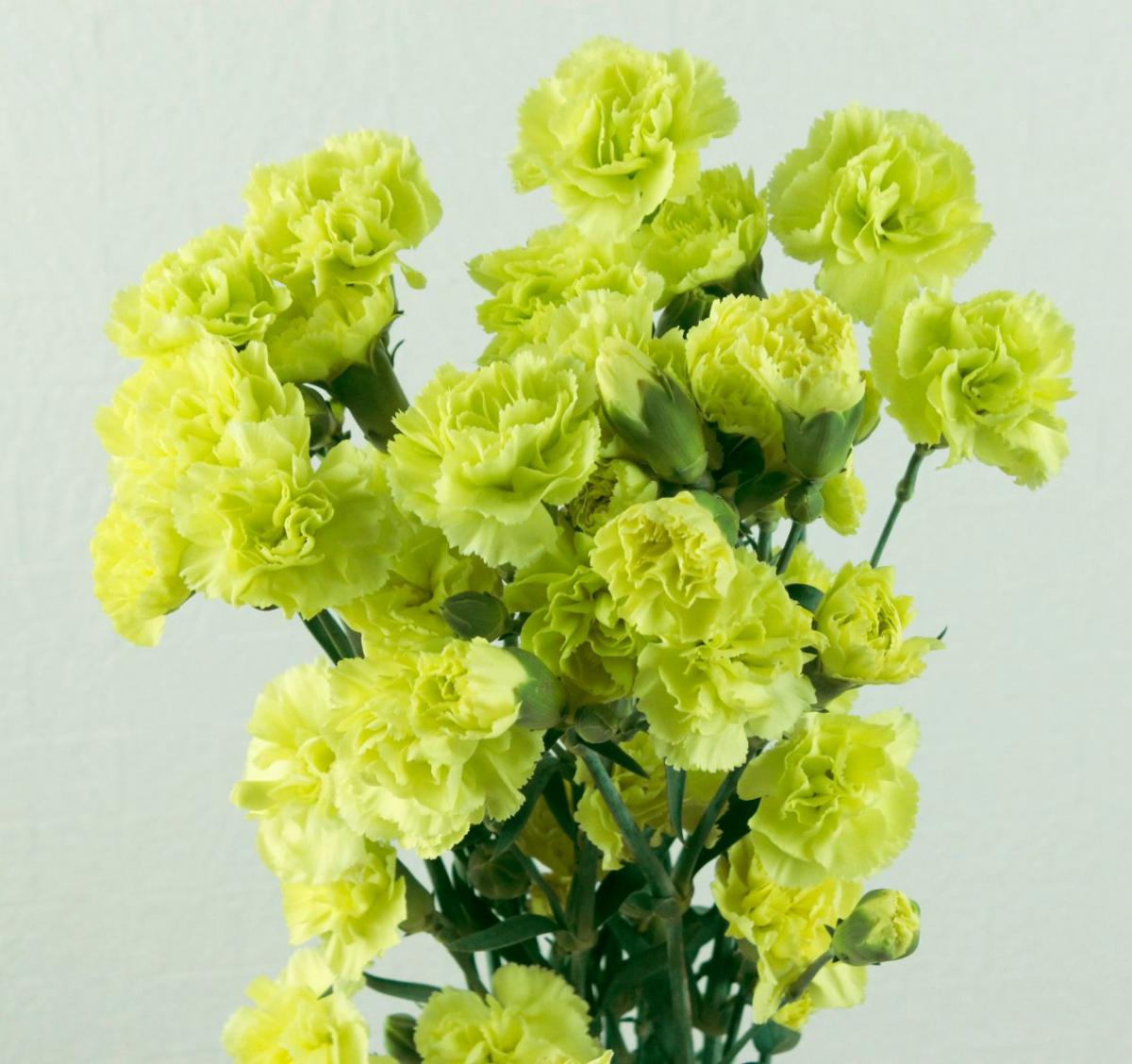 生花】SPカーネ(黄緑色)バンブーなどコロンビア産 【OR-89】 - 花材