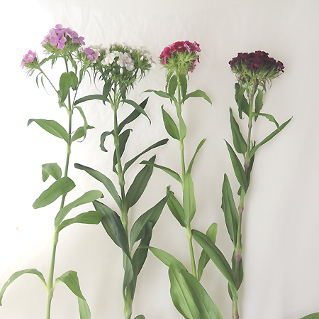 直前0424 中里園芸の美女ナデシコ プロバンス ミックス 30cm 通販 はなどんやアソシエ 直前0424 中里園芸の美女ナデシコ プロバンス ミックス 30cm 通販 はなどんやアソシエ