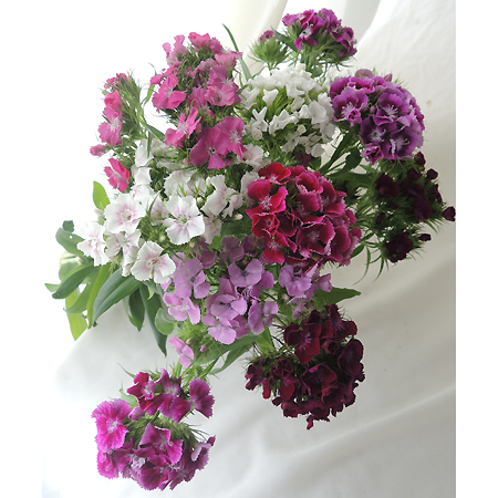 直前0424 中里園芸の美女ナデシコ プロバンス ミックス 30cm 通販 はなどんやアソシエ 直前0424 中里園芸の美女ナデシコ プロバンス ミックス 30cm 通販 はなどんやアソシエ