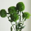 【生花】てまり草　キウイメロウ　輸入【OT】
