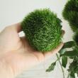 【生花】てまり草　キウイメロウ　輸入【OT】