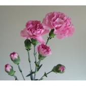 カーネーションさん専用 生花】藤花園カーネーション ギンザ(ピンク) 60cm程度 【FJ】※届