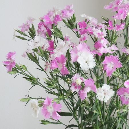 【生花】ナデシコ　初恋　50cm-【OT】みやび花園ほか　※入荷少