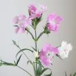 【生花】ナデシコ　初恋　50cm-【OT】みやび花園ほか　※入荷少