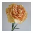 【生花】カーネーション　テラノバ