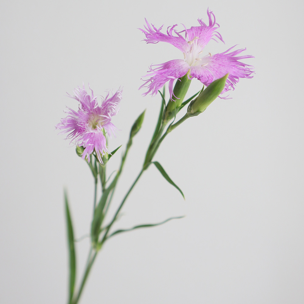 08直前】カワラナデシコ ピンク 70cm程度【生花】 - 花材通販はなどん