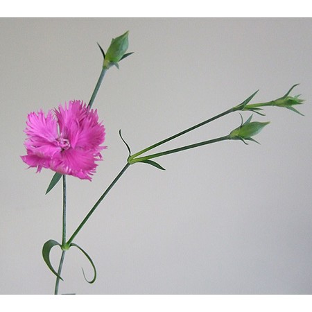 生花】ナデシコ ダブルエレガンスピンク(25本単位) - 花材通販はなどん