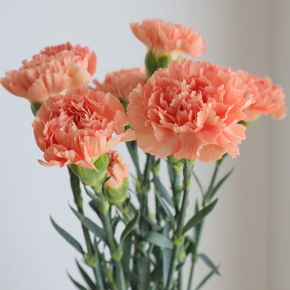 生花 カーネーション 濃オレンジ系 エルメスオレンジなど コロンビア産 Or 通販 はなどんやアソシエ 生花 カーネーション 濃オレンジ系 エルメスオレンジなど コロンビア産 Or 通販 はなどんやアソシエ