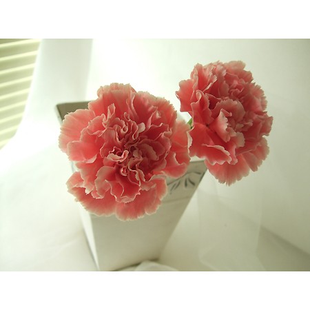 生花 カーネーション マダムドヌーブ 淡オレンジ 通販 はなどんやアソシエ 生花 カーネーション マダムドヌーブ 淡オレンジ 通販 はなどんやアソシエ