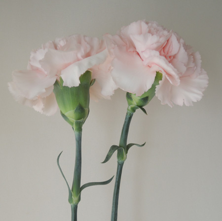 直前0506 カーネーション マーロ ライトピンク 鈴木花卉園のカーネーション 通販 はなどんやアソシエ