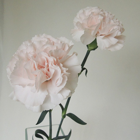 直前0506 カーネーション マーロ ライトピンク 鈴木花卉園のカーネーション 通販 はなどんやアソシエ