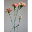 【生花】10本売りSPカーネ　ラスカル(ベージュ)