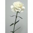 【直前!!】カーネーション[白]::【生花】