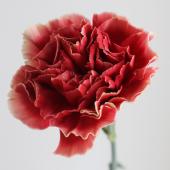 ※販売期間外※【直前!】輸入カーネーション　ピート（赤茶系）コロンビア産【OR-89】