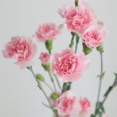 【生花】関島園芸：SPカーネ　センチメンタル（ピンク）秀65cm【IT-24】