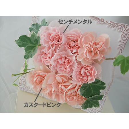 生花 関島園芸 Spカーネ センチメンタル ピンク 通販 はなどんやアソシエ 生花 関島園芸 Spカーネ センチメンタル ピンク 通販 はなどんやアソシエ