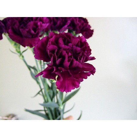 【生花】【ボリューム】輸入カーネーション　(濃い紫)ゴレム、パープルパカルなど