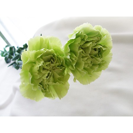 生花】カーネーション セイシェル(ブライトグリーン)L〜2Lサイズ :今週