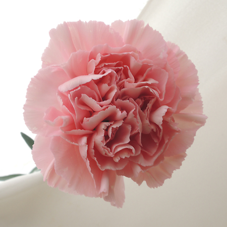 【直前!】カーネーション(ピンク)　クレオスなど【生花】