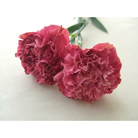 直前0611】JA佐久あさま☆ カーネーション バイパーワイン(ダーク