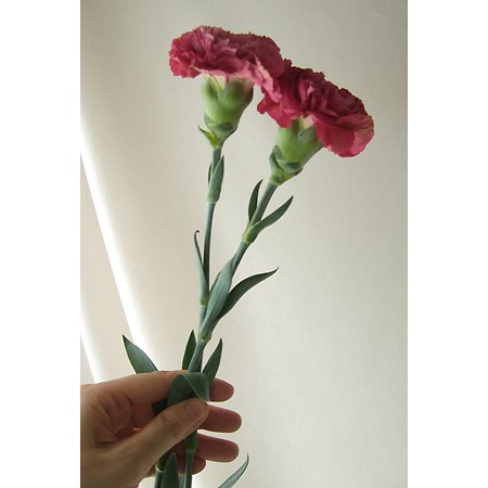 パーソナルインカーネーション アルファ！ パーソナルインカーネーション アルファ！ パーソナルイン