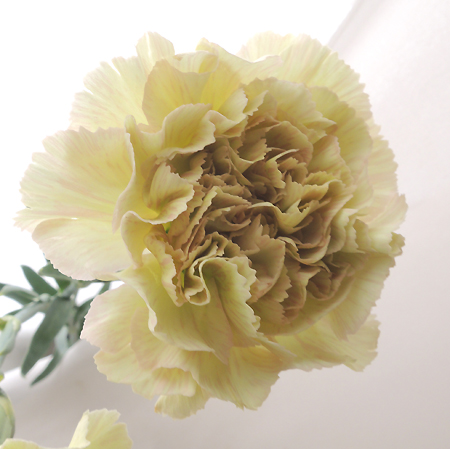 CoolSale☆【直前0719】【生花】長野県古畑さんのカーネーション