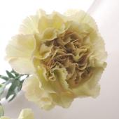 CoolSale☆【直前0719】【生花】長野県古畑さんのカーネーション