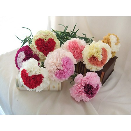 生花】ラウンドハートのカーネーション(ノビオバーガンディ×オペラ