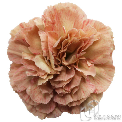 生花 輸入カーネーション プトマヨ ベージュ など 通販 はなどんやアソシエ 生花 輸入カーネーション プトマヨ ベージュ など 通販 はなどんやアソシエ