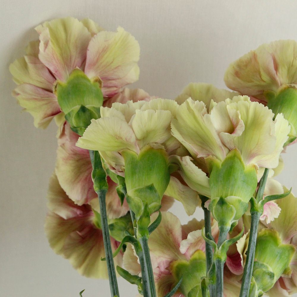 生花 カーネーション アンティグアorハリケーン ベージュ 紫 コロンビア産 Or 通販 はなどんやアソシエ 生花 カーネーション アンティグアorハリケーン ベージュ 紫 コロンビア産 Or 通販 はなどんやアソシエ