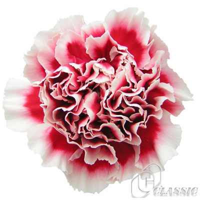 生花】輸入カーネーション 赤白複色 チェリオなど 【ボリューム割