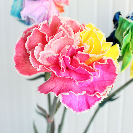 生花 予約f レインボーカーネーション トロピカルキャンディ