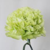 生花】カーネーション ニキ(グリーン)鈴木花卉園の