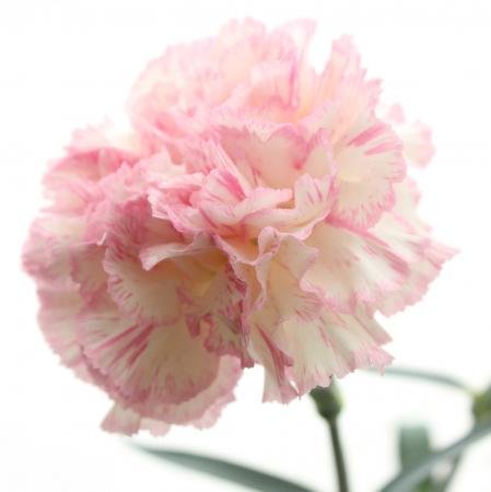生花】カーネーション ティコティコローサ(白/ピンク)鈴木花卉園の