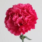 生花】カーネーション(ダークピンク)ツェッペリン、マンダレイなど