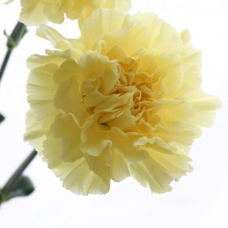 【生花】カーネーション　レモンミナミ(黄色)　鈴木花卉園のカーネーション