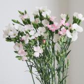 ※販売期間外※【生花】撫子　白線香花火（ピンク×白）変わり咲き【OT】