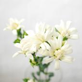 生花】国産SPカーネーション(白)5-60cm程度 ホワイトベビー