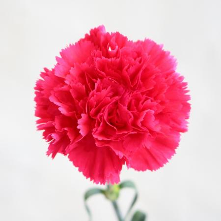 【生花】カーネーション　セルバンテス　濃いピンク系