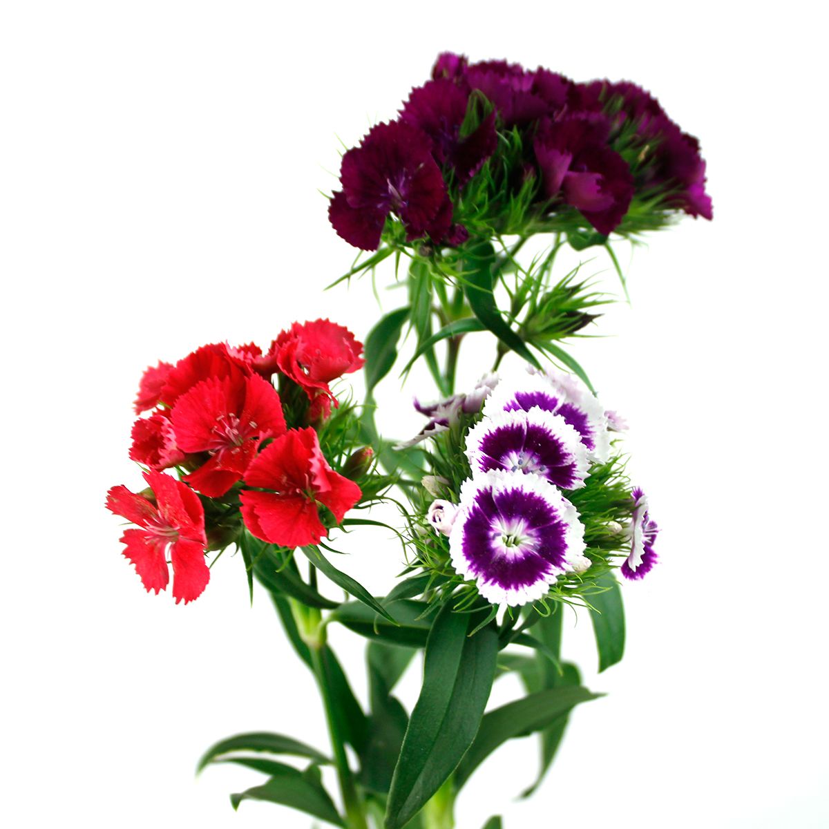 直前 なでしこ スイートミックス 秀70cm 生花 通販 はなどんやアソシエ 直前 なでしこ スイートミックス 秀70cm 生花 通販 はなどんやアソシエ