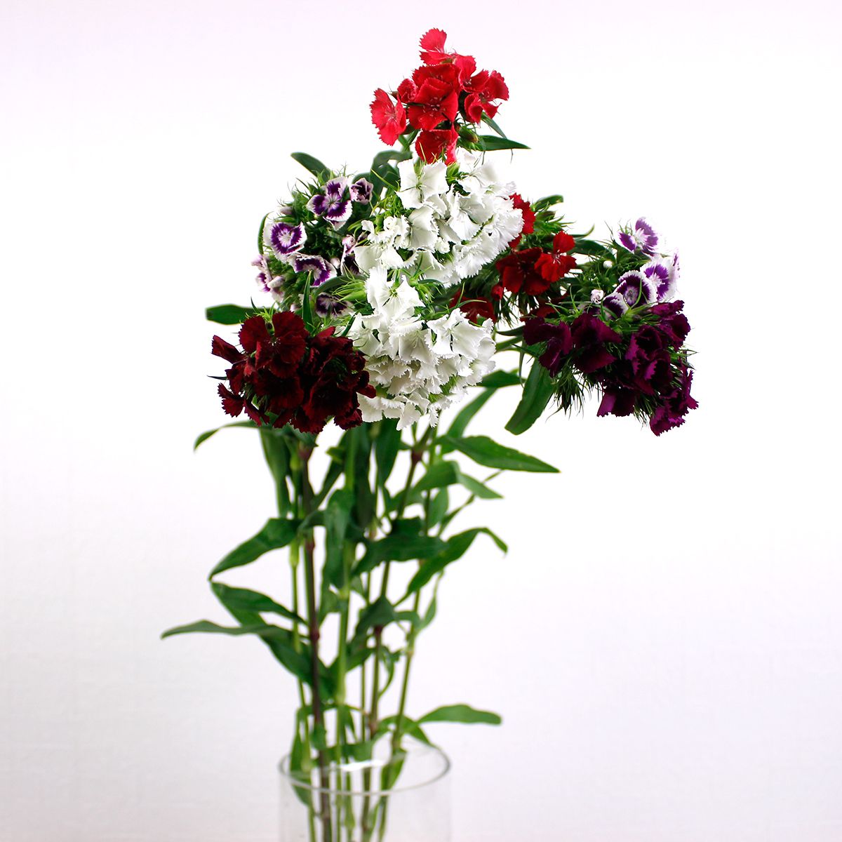 直前 なでしこ スイートミックス 秀70cm 生花 通販 はなどんやアソシエ 直前 なでしこ スイートミックス 秀70cm 生花 通販 はなどんやアソシエ